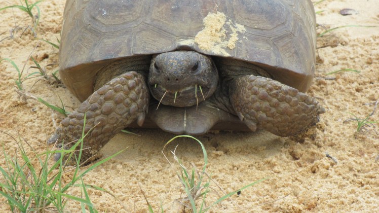 gopher-tortoise