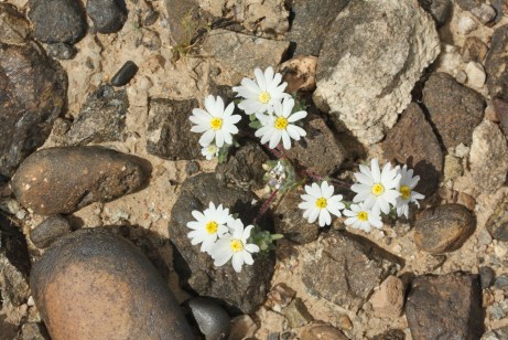 rocks-flowers